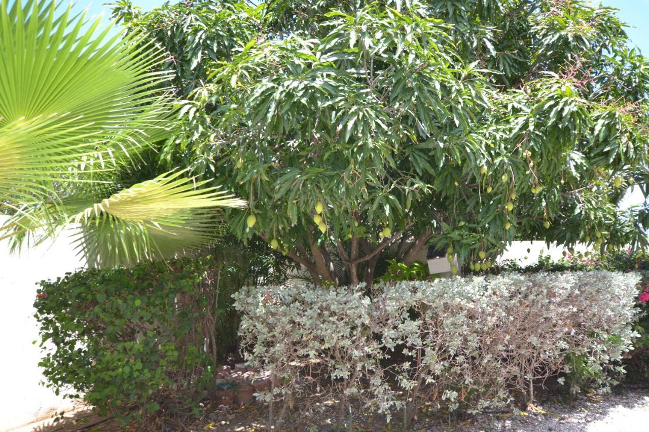 Relex Villa With Private Pool Willemstad Ngoại thất bức ảnh